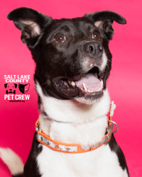 Shelter Stray Male Dog last seen Near W 1300 S, SALT LAKE CITY, UT, 84115, Taylorsville, UT 84123
