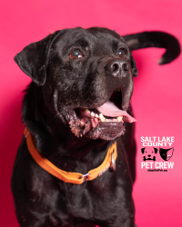 Shelter Stray Male Dog last seen UT, Taylorsville, UT 84123