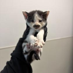 Shelter Stray Female Cat last seen Old Sea World Drive, San Diego, CA, 92109, San Diego, CA 92110