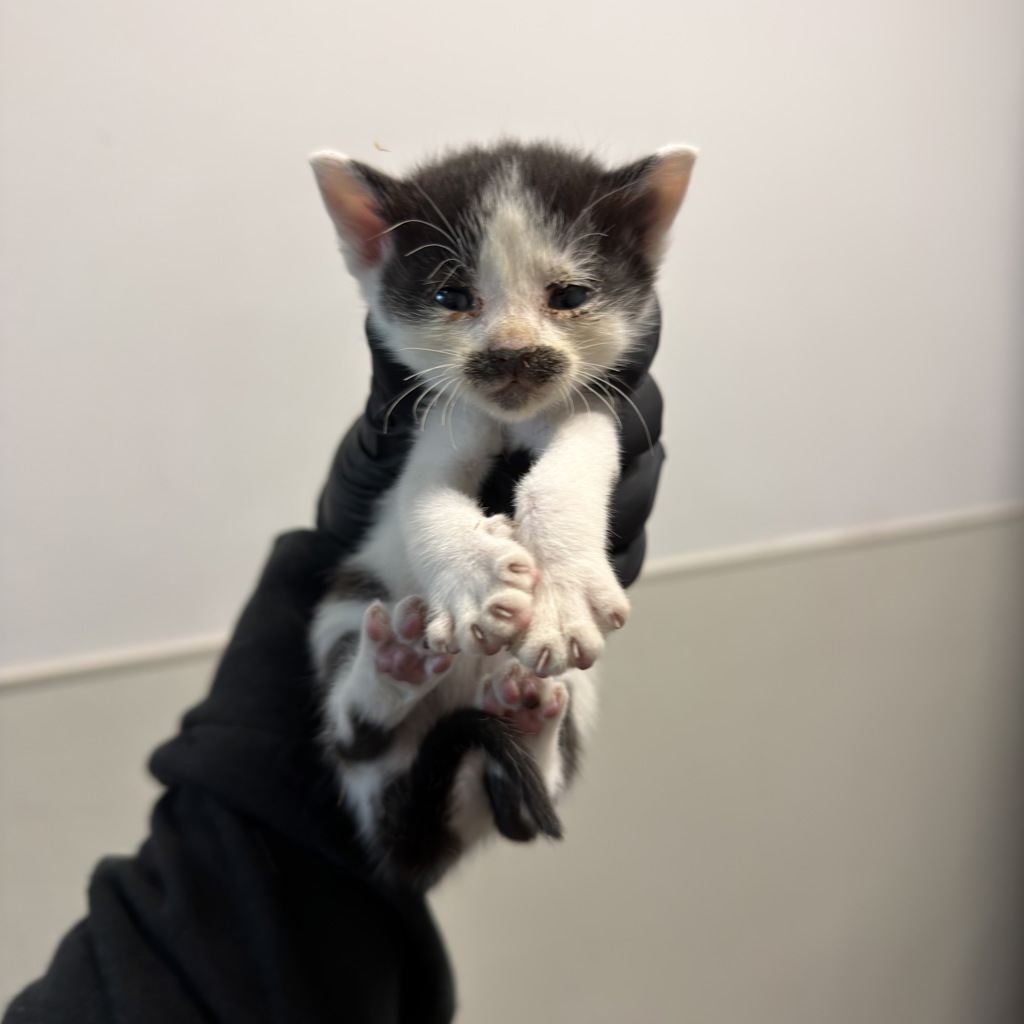 Shelter Stray Female Cat last seen Old Sea World Drive, San Diego, CA, 92109, San Diego, CA 92110