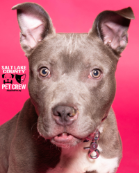 Shelter Stray Male Dog last seen N, SALT LAKE CITY, UT, 84116, Taylorsville, UT 84123