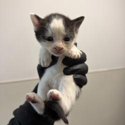 Shelter Stray Male Cat last seen Old Sea World Drive, San Diego, CA, 92109, San Diego, CA 92110