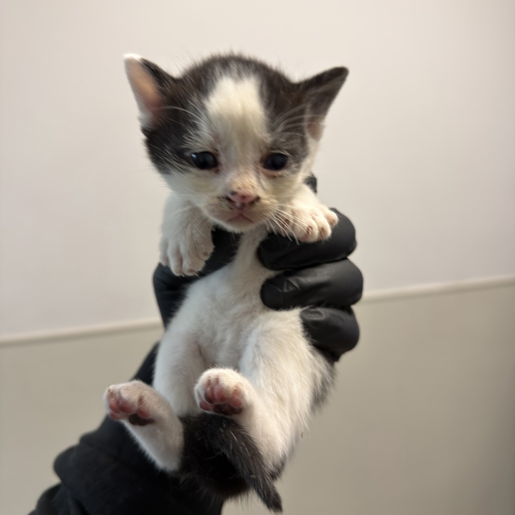 Shelter Stray Male Cat last seen Old Sea World Drive, San Diego, CA, 92109, San Diego, CA 92110