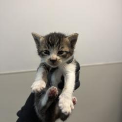 Shelter Stray Female Cat last seen Old Sea World Drive, San Diego, CA, 92109, San Diego, CA 92110