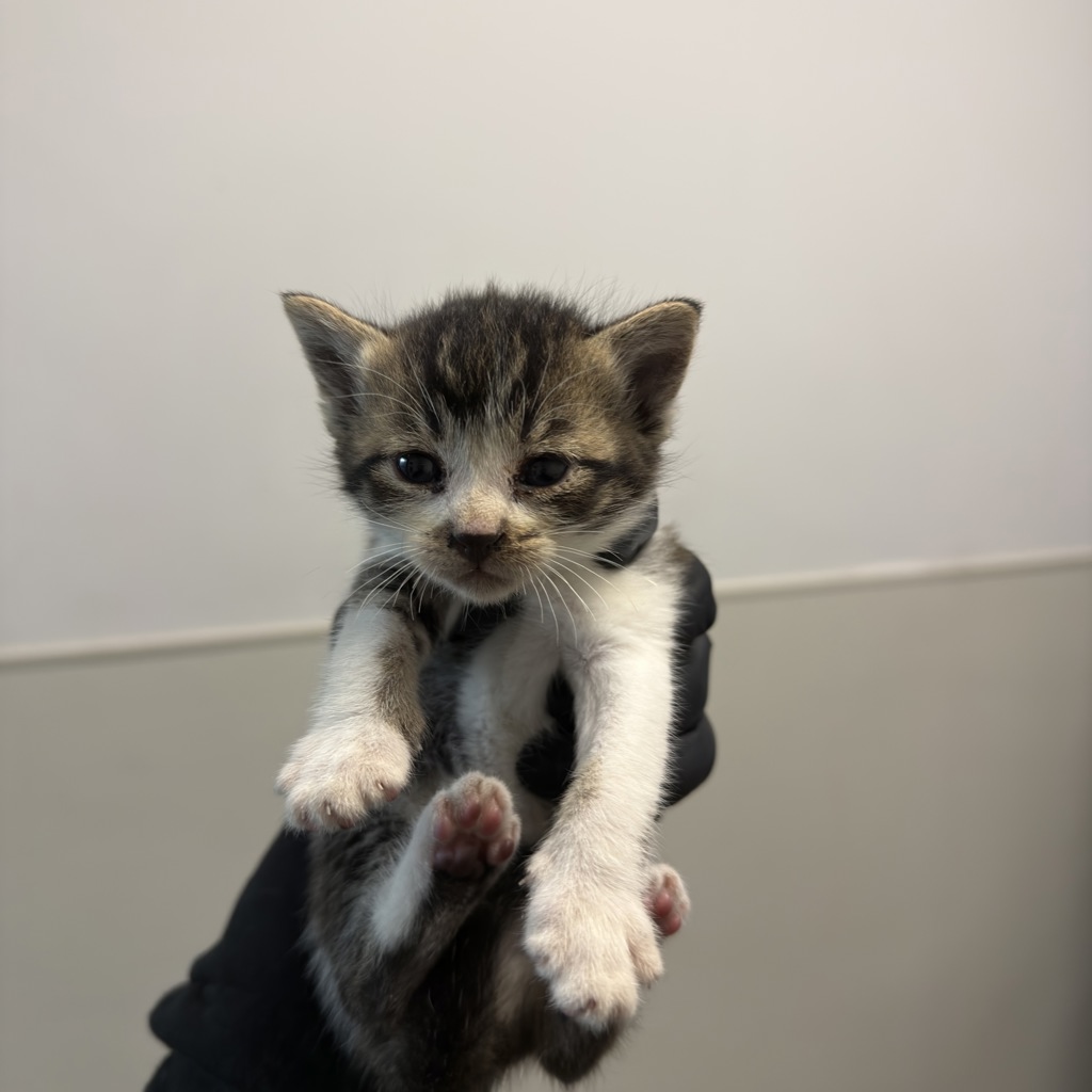 Shelter Stray Female Cat last seen Old Sea World Drive, San Diego, CA, 92109, San Diego, CA 92110