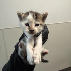 Shelter Stray Male Cat last seen Old Sea World Drive, San Diego, CA, 92109, San Diego, CA 92110