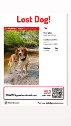 Lost Male Dog last seen Arran rd, Crawfordville, FL 32327