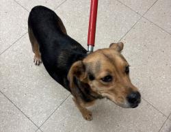 Shelter Stray Female Dog last seen South Providence Road, North Chesterfield, VA, 23236, Chesterfield, VA 23832