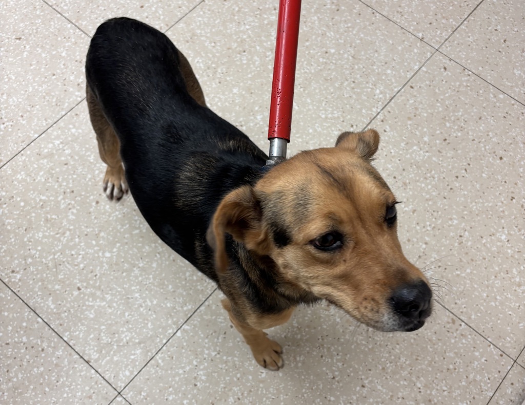 Shelter Stray Female Dog last seen South Providence Road, North Chesterfield, VA, 23236, Chesterfield, VA 23832