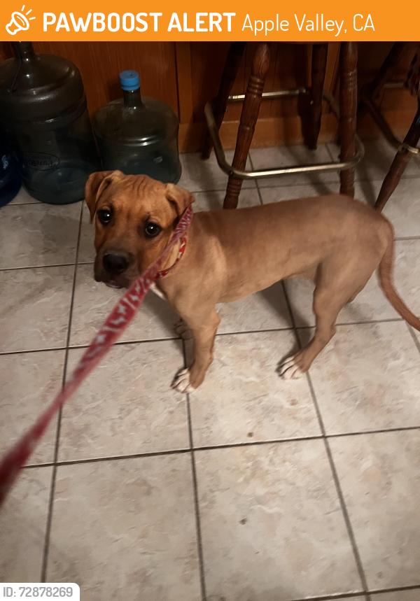 Found/Stray Female Dog last seen Amador Ct and Ramona , Apple Valley, CA 92307