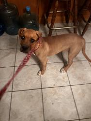 Found/Stray Female Dog last seen Amador Ct and Ramona , Apple Valley, CA 92307