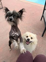 Found/Stray Male Dog last seen N Mission Dr & Sycamore, San Gabriel, CA 91775