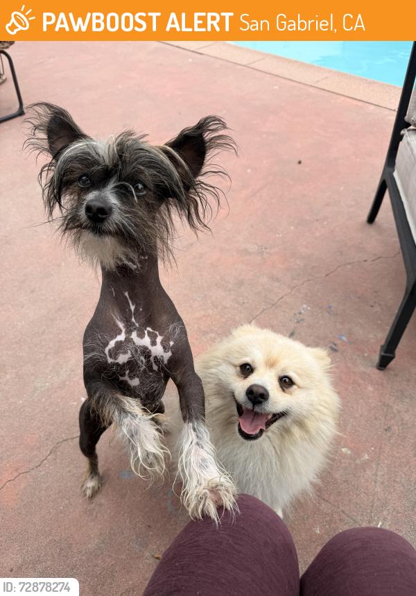 Found/Stray Male Dog last seen N Mission Dr & Sycamore, San Gabriel, CA 91775