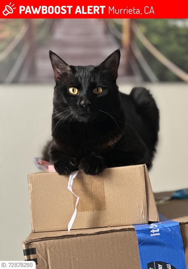 Lost Male Cat last seen Waterstone apmts , Murrieta, CA 92562