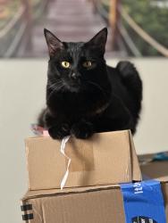 Lost Male Cat last seen Waterstone apmts , Murrieta, CA 92562