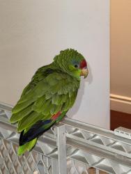 Found/Stray Unknown Bird last seen Laconia Dr. and Aberdeen Lane, Villa Park, CA 92861