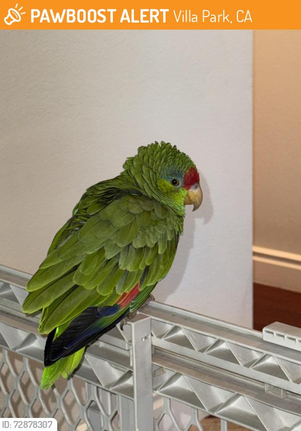 Found/Stray Unknown Bird last seen Laconia Dr. and Aberdeen Lane, Villa Park, CA 92861