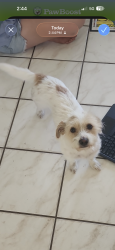 Lost Female Dog last seen Hiawassee, Orlando, FL 32818