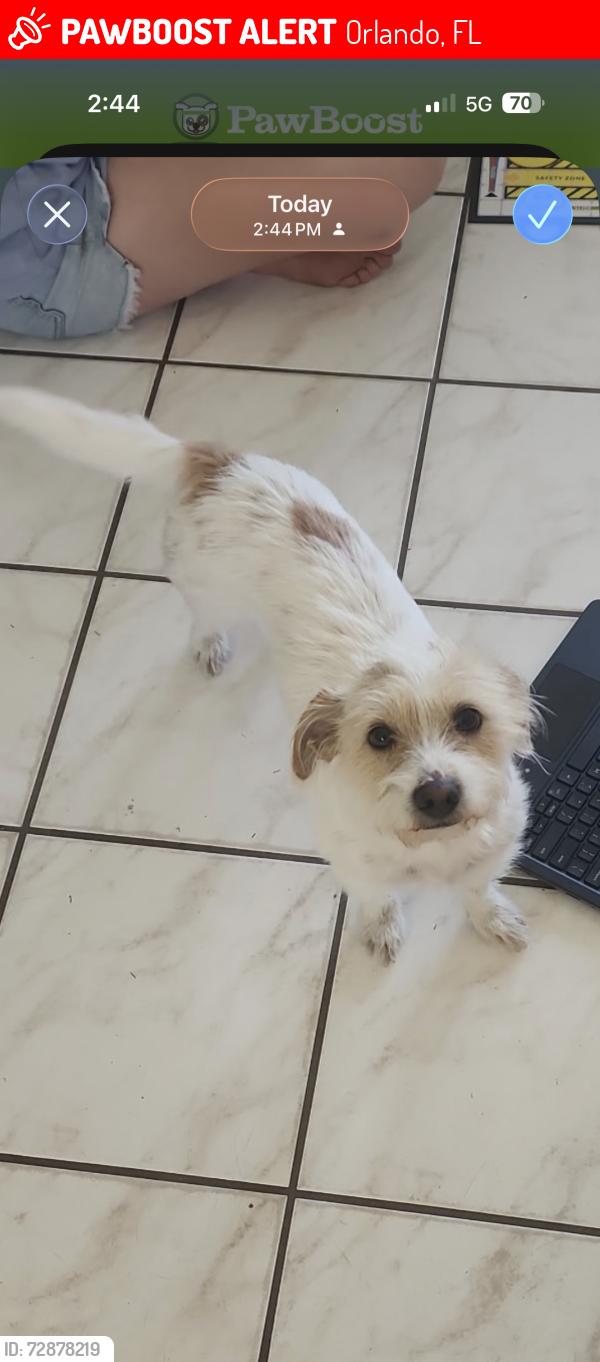 Lost Female Dog last seen Hiawassee, Orlando, FL 32818