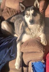 Lost Male Dog last seen Hassayampa and Burro, Golden Valley, AZ 86413