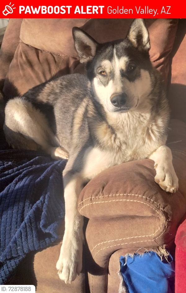 Lost Male Dog last seen Hassayampa and Burro, Golden Valley, AZ 86413