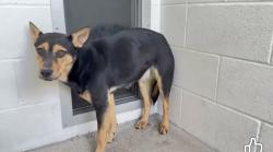 Lost Female Dog last seen Last seen on corner of Waltway Dr and TC Jester, Houston, TX 77008