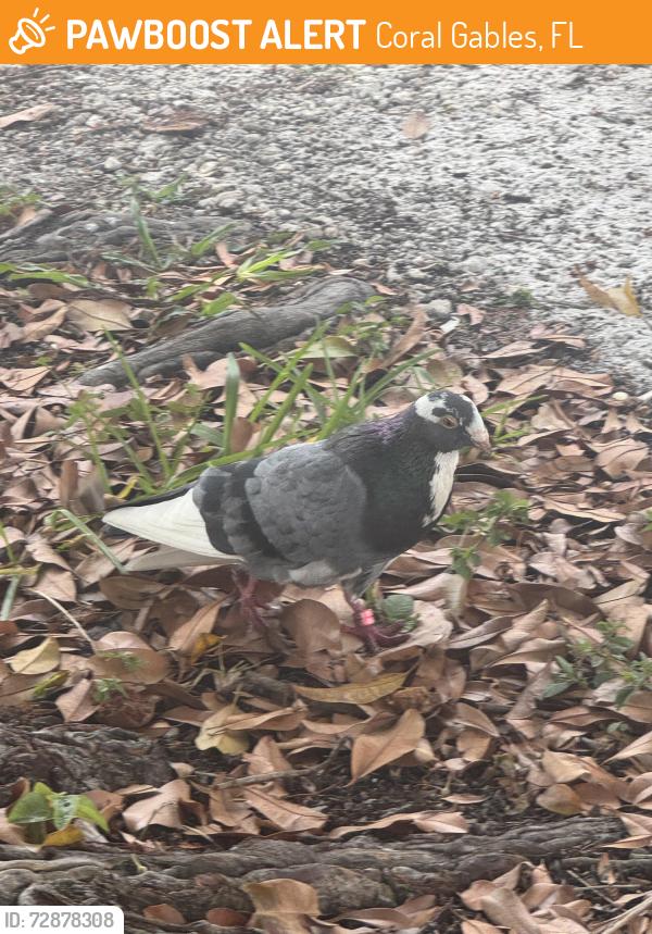 Found/Stray Unknown Bird last seen In front of the hse of that address, Coral Gables, FL 33134
