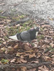 Found/Stray Unknown Bird last seen In front of the hse of that address, Coral Gables, FL 33134