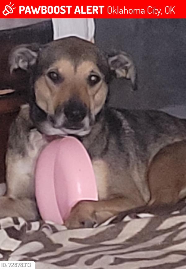 Lost Female Dog last seen Sw 160th and St Clair, Oklahoma City, OK 73170