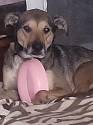 Lost Female Dog last seen Sw 160th and St Clair, Oklahoma City, OK 73170