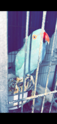 Lost Female Bird last seen Brown st , Perris, CA 92570