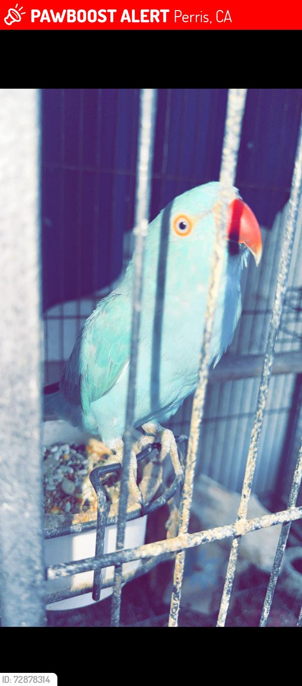 Lost Female Bird last seen Brown st , Perris, CA 92570