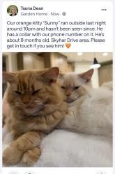 Lost Male Cat last seen Oleson road , Portland, OR 97223