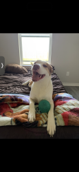Reunited Female Dog last seen longhorn ln & ranch 75126, Forney, TX 75126