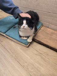 Found/Stray Male Cat last seen Joelene Drive, Rocky Mount, NC 27803