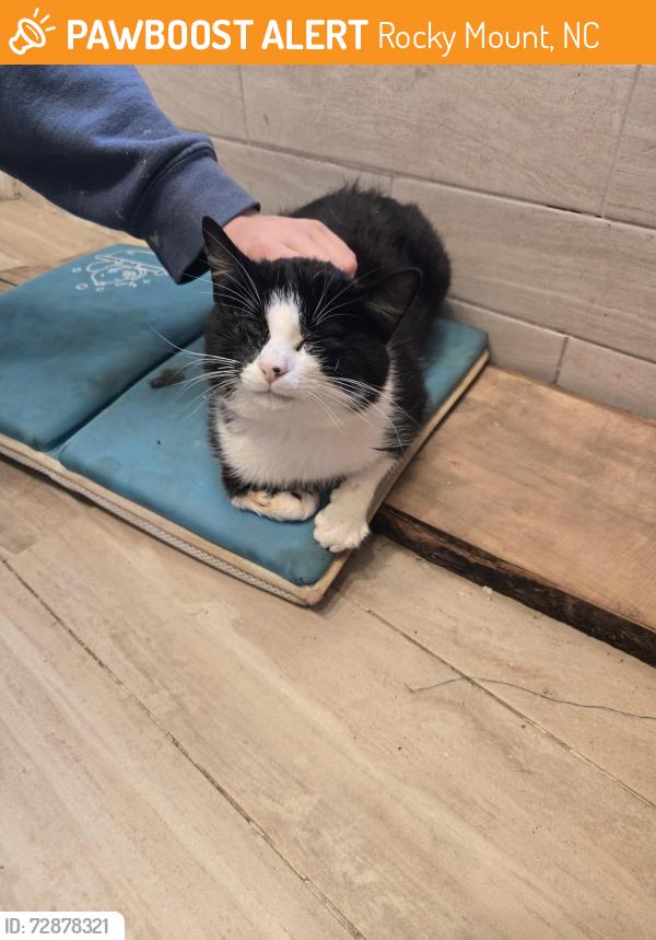 Found/Stray Male Cat last seen Joelene Drive, Rocky Mount, NC 27803