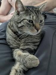 Reunited Unknown Cat last seen Brock st & Mary st, Brantford, ON N3S 5T9