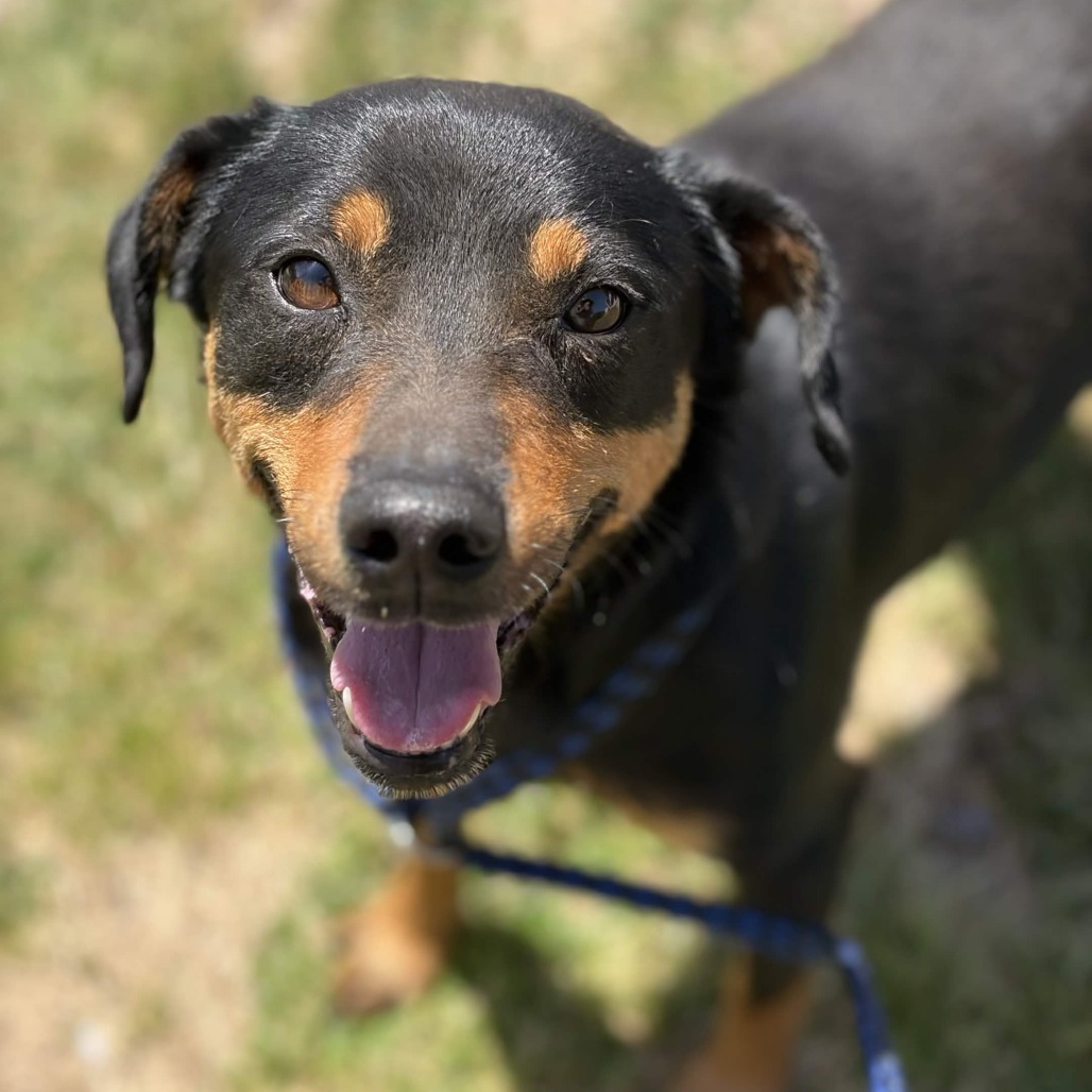 Shelter Stray Male Dog last seen , Greenville, SC 29609