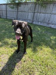 Reunited Male Dog last seen longhorn ln & ranch, Forney, TX 75126