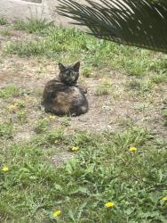 Found/Stray Female Cat last seen Obama/Buckingham, Los Angeles, CA 90016