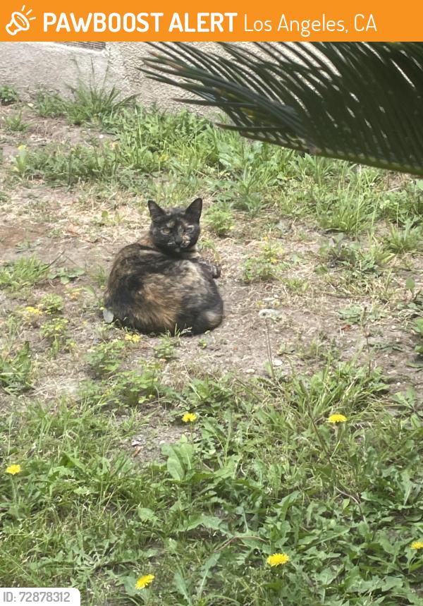 Found/Stray Female Cat last seen Obama/Buckingham, Los Angeles, CA 90016