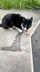 Found/Stray Unknown Cat last seen Ave C , Bayonne, NJ 07002