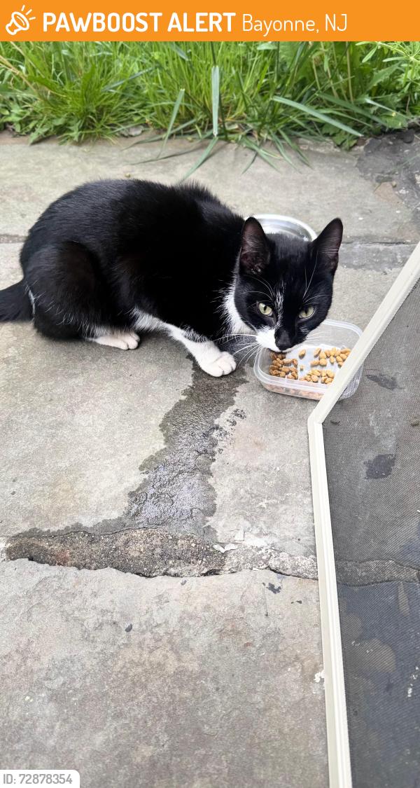 Found/Stray Unknown Cat last seen Ave C , Bayonne, NJ 07002
