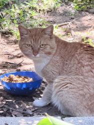 Found/Stray Male Cat last seen Hwy 10, Westparkway , Euless, TX 76040