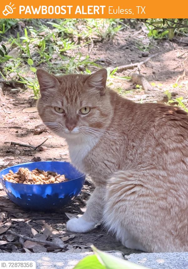 Found/Stray Male Cat last seen Hwy 10, Westparkway , Euless, TX 76040