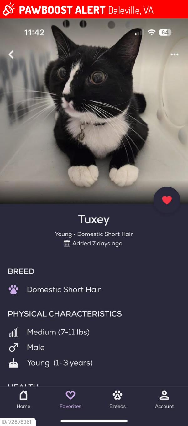 Lost Male Cat last seen Lord B. High school , Daleville, VA 24083