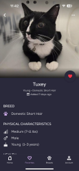Lost Male Cat last seen Lord B. High school , Daleville, VA 24083