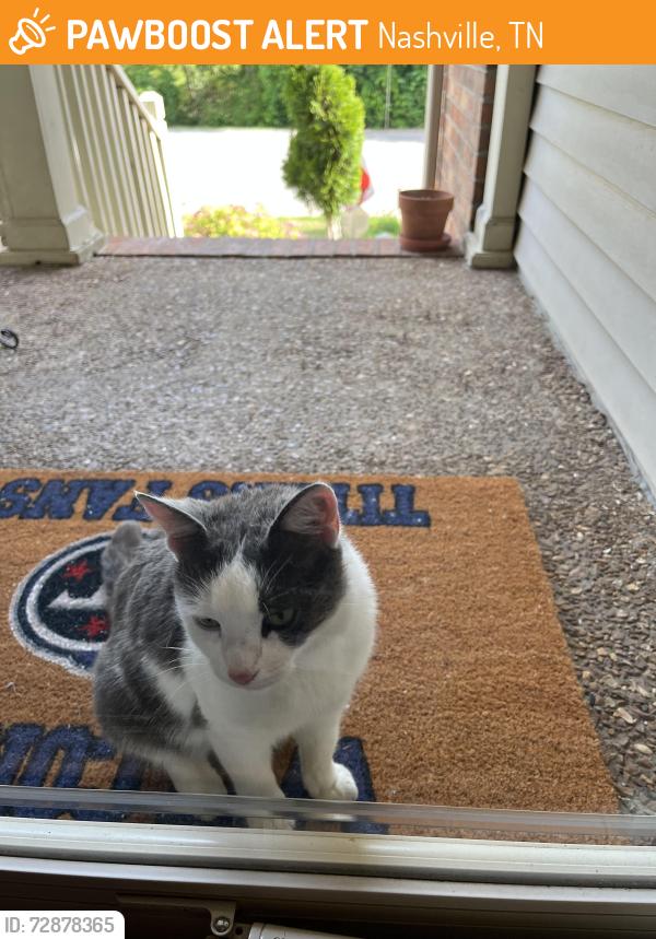 Found/Stray Unknown Cat last seen Springwood Dr., Nashville, TN 37138