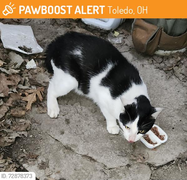 Found/Stray Male Cat last seen Detroit Ave and Collins , Toledo, OH 43610