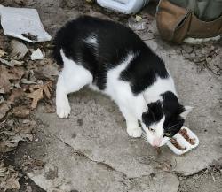 Found/Stray Male Cat last seen Detroit Ave and Collins , Toledo, OH 43610